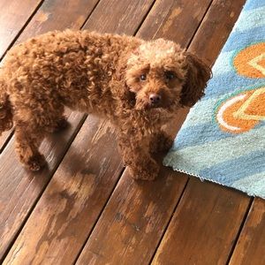 Meet your Posher, Jos